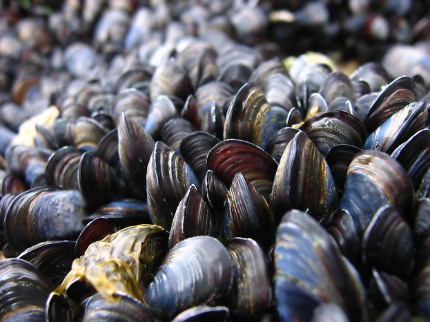 Close up image of mussels